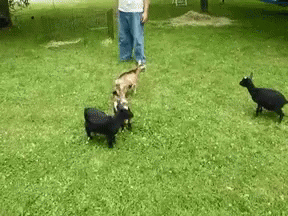 Goat Deal With It GIF - Goat Deal With It Swag GIFs