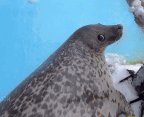 Kyoro Seal Seal Explode GIF - Kyoro Seal Seal Seal Explode GIFs