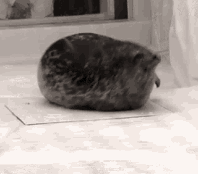 Cute Seal GIF - Cute Seal Rolling GIFs
