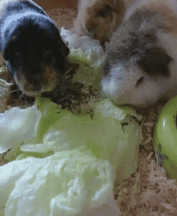 Hungry Hamster GIF - Hungry Hamster Feed GIFs