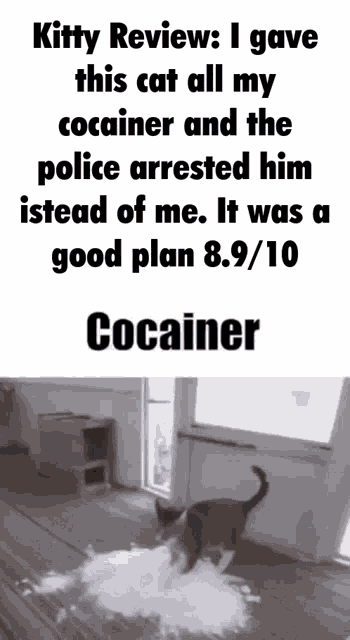 kitty review : i gave this cat all my cocainer and the police arrested him instead of me.