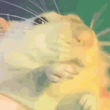 a close up of a hamster 's face with a blurred background