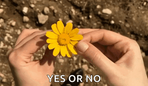 a person is holding a yellow flower in their hands with the words yes or no written below it .