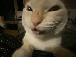 a close up of a cat making a funny face with its tongue hanging out .