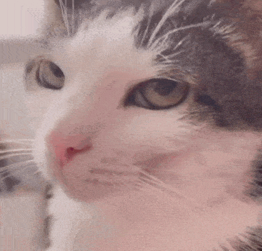 a close up of a cat 's face with brown eyes