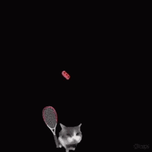 a cat is holding a tennis racquet in front of a red brick ..