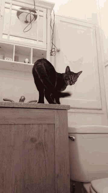 a black cat is standing on top of a bathroom vanity