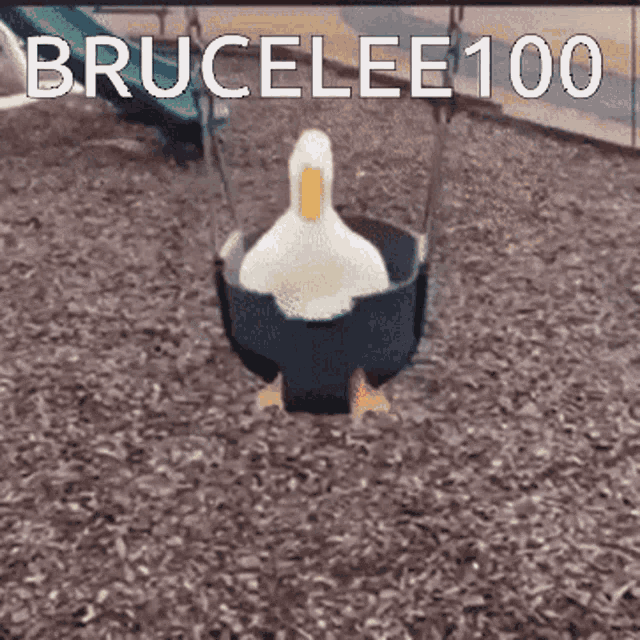 Mae Brucelee100 GIF - Mae Brucelee100 Holyshitmae GIFs