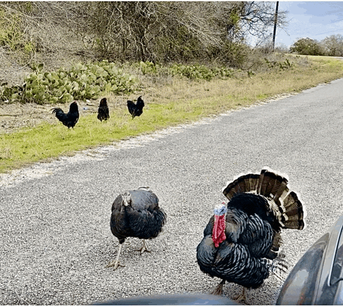 a group of turkeys are standing on the side of a road next to a car