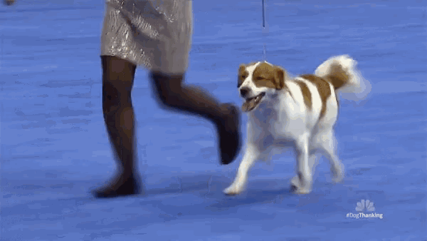 Nederlandse Kooikerhondje Running GIF - Nederlandse Kooikerhondje Running Dog GIFs