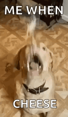 Dog Cheese GIF - Dog Cheese Relatable GIFs