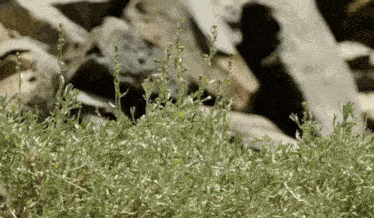 a plant with a lot of green leaves is growing in front of some rocks