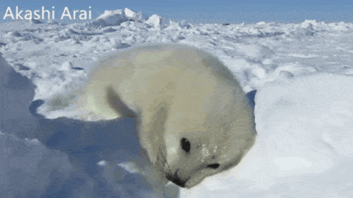 a seal in the snow with the name akashi arai