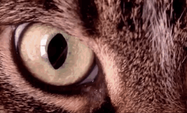 Cat Eye GIF