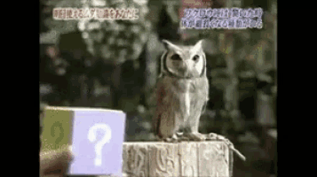 an owl sitting on top of a wooden box with a question mark on it