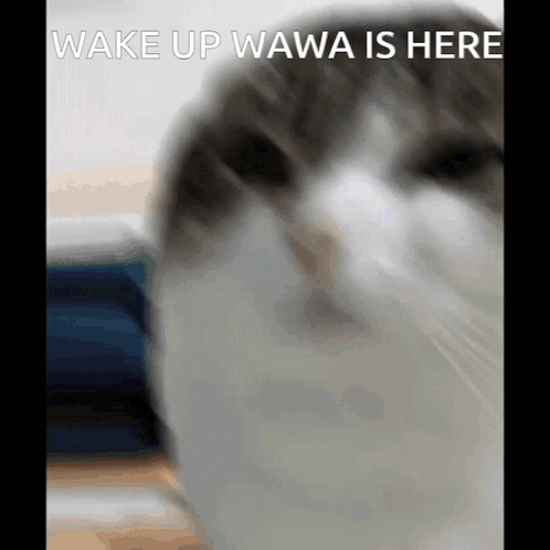 Wawa Cat Wake Up GIF