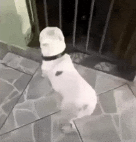 a white dog is standing on its hind legs on a tiled floor in front of a gate .
