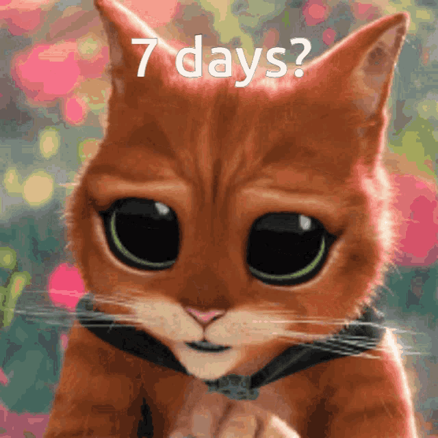 a picture of a cat with the words 7 days written above it