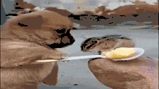 a dog is holding a spoon with a piece of butter on it