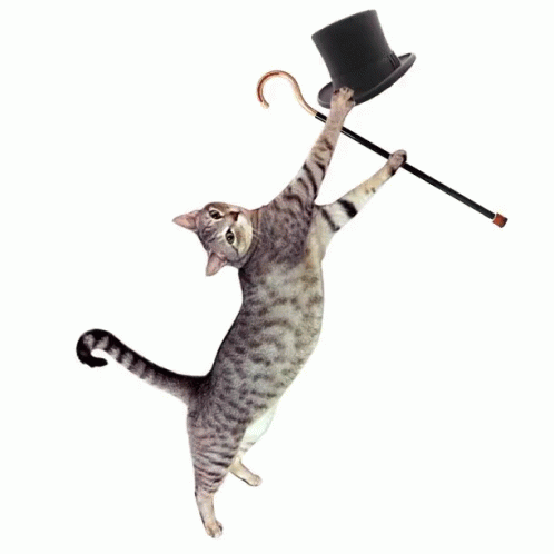 Cat Tap Dancing GIF - Cat Tap Dancing Tappin GIFs