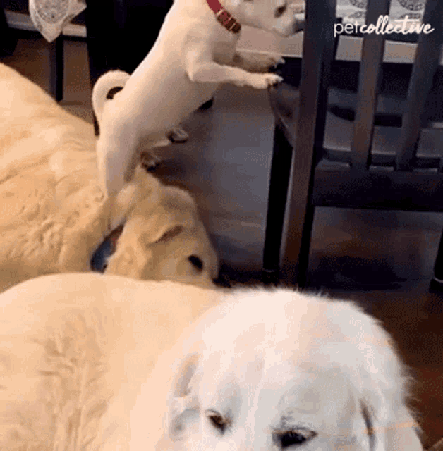 Stepping The Pet Collective GIF - Stepping The Pet Collective Dog GIFs