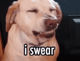 a dog with its mouth open and the words `` i swear '' on its face .