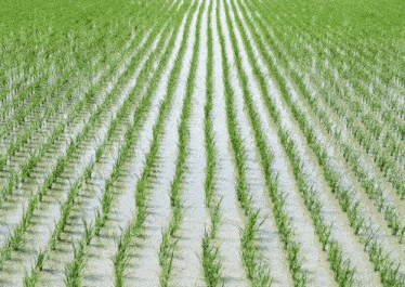rows of green plants growing in a field