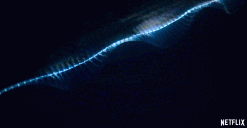 Fish Lights GIF - Fish Lights Light Up GIFs