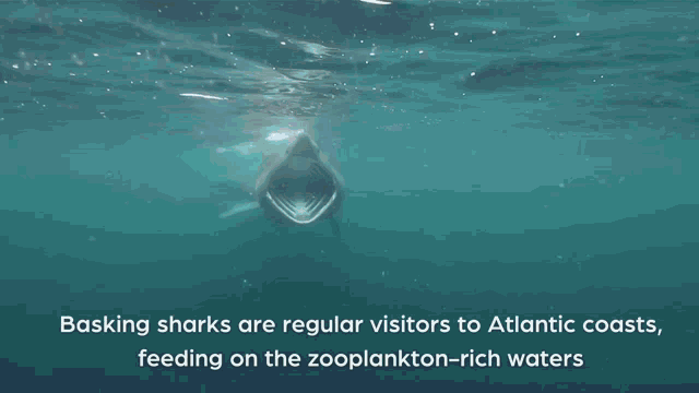 a shark is swimming in the ocean with its mouth wide open