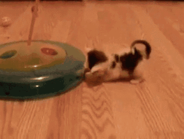 two small kittens are playing with a cat toy on a wooden floor .