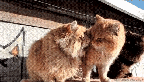 Cats Funny Animals GIF - Cats Funny Animals King Of The Mountain GIFs