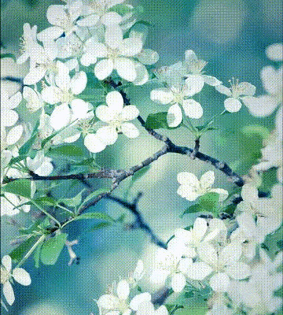 a tree branch with lots of white flowers on it