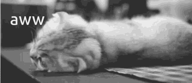 a black and white photo of a cat laying on a table with the words aww above it