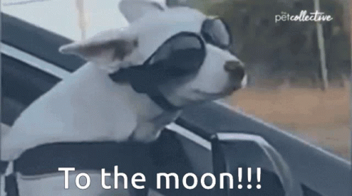 To The Moon Dog GIF