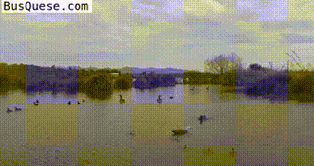 a bunch of ducks are swimming in a lake with the website busquese.com visible in the corner