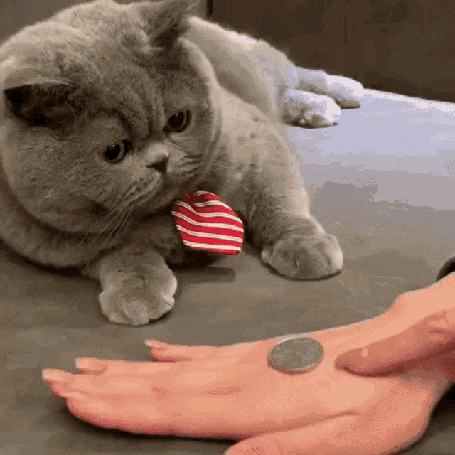 Coin Kitty GIF