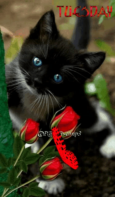 a black cat with blue eyes is surrounded by red roses and the word tuesday is on the bottom