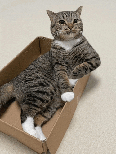 a cat laying in a cardboard box with its paws out