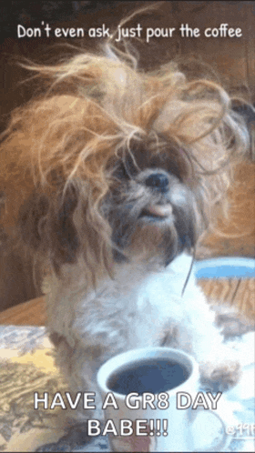 a dog is sitting at a table with a cup of coffee in front of him
