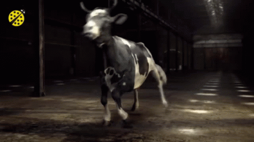 Cow Dancing GIF - Cow Dancing Dance GIFs