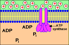 Atp Synthase GIF - Atp Synthase GIFs