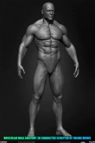 Muscular Muscles GIF - Muscular Muscles Man GIFs