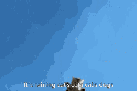 a picture of cats with the words it 's raining cats cats cats dogs