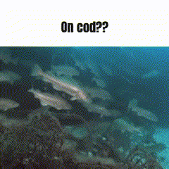 Cod Shrimple GIF - Cod Shrimple Shrimp GIFs