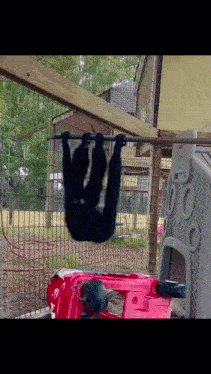 a chimpanzee hangs upside down on a bar in a cage