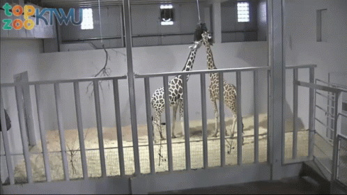 Giraffes Sisters Fight Too GIF - Giraffes Sisters Fight Too Abi And Hope Tug Of War GIFs
