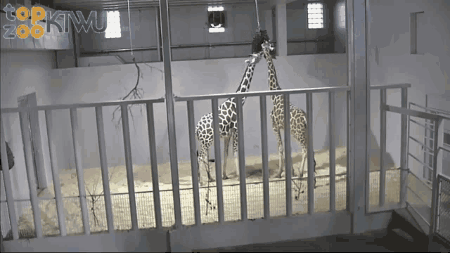 two giraffes are behind a fence with the words top ktmu zoo on the bottom right