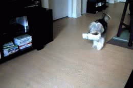 "Skipity Bopity Boo I Got The Paper For You." GIF - Dogs Cute Carrier GIFs