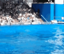 a blue swimming pool with a crowd of people watching in the background