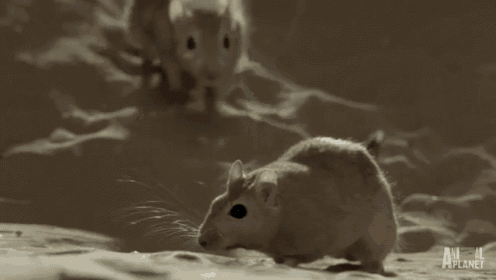 The Cutest Streetfighters Ever GIF - Wildlife GIFs